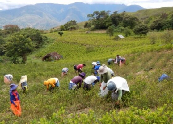 narcoestado Bolivia