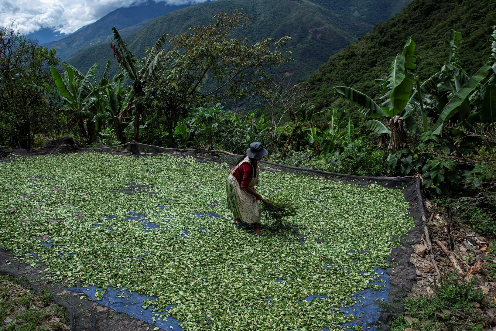 cultivos narcoestadp